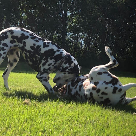 chrissy and molly playing in the park